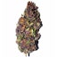 purple haze