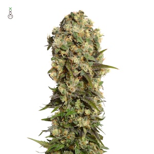 White Choco Haze - Feminisiert