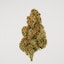orange bud