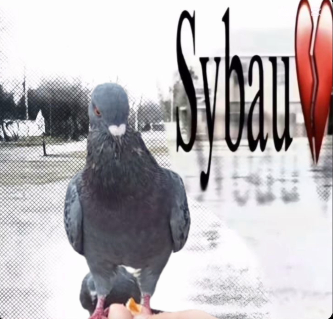 banging knarlynug2000