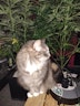 grower gaz